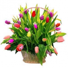 Разноцветные тюльпаны в корзинке