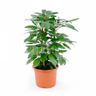 Горшечное растение ‘Шефлера’