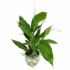 Декоративно-лиственное растение ‘Спатифиллум’