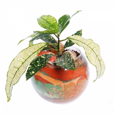 Растение в прозрачном горшке с цветным песком
