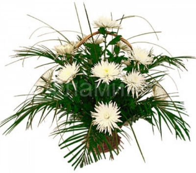 Корзина с белыми игольчатыми хризантемами и зеленью