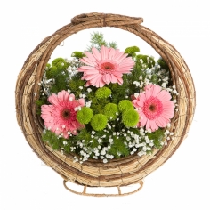 Корзина с розовыми герберами, зеленой кустовой хризантемой и зеленью